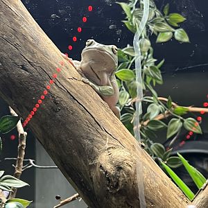White’s Tree Frog