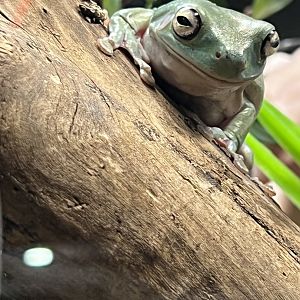 White’s Tree Frog