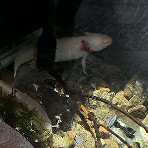 Axolotl