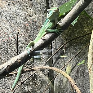 Cuban Knight Anole