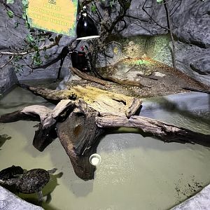 Red-Eared Slider Exhibit