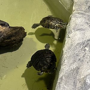 Red-Eared Sliders