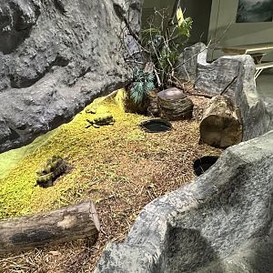 Red-Footed Tortoise Exhibit