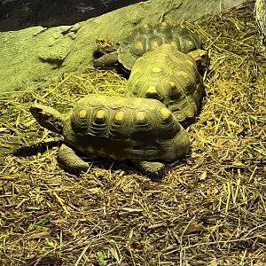 Red-Footed Tortoises