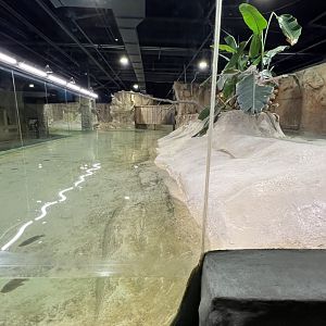 Nile Crocodile Exhibit