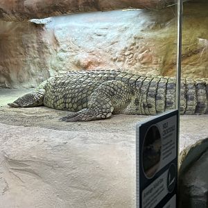 Nile Crocodile