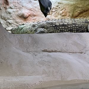 Nile Crocodile