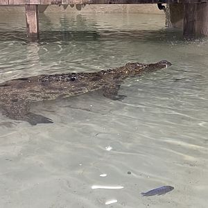 Nile Crocodile