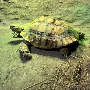 Sulcata Tortoise