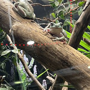 White’s Tree Frogs