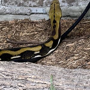 Reticulated Python