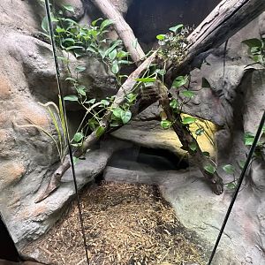 Frilled Dragon Exhibit