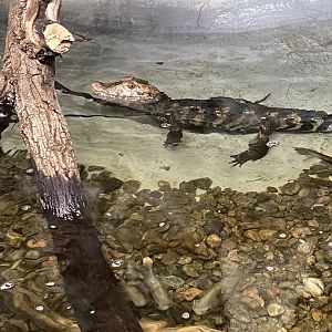 Cuvier’s Dwarf Caiman