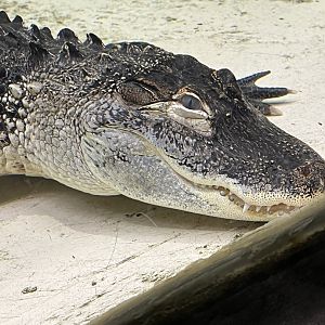 American Alligator