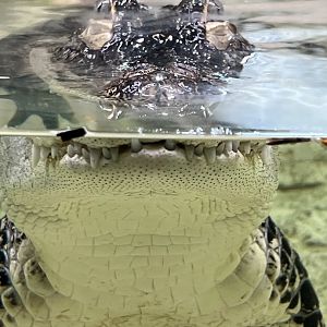 American Alligator