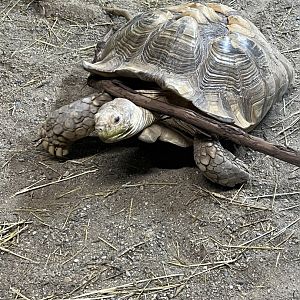Sulcata Tortoise