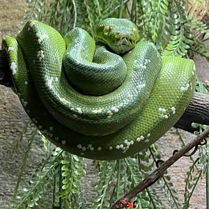 Green Tree Python