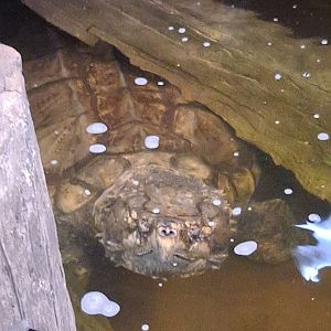 Bowser the Alligator Snapping Turtle (11/14/24)