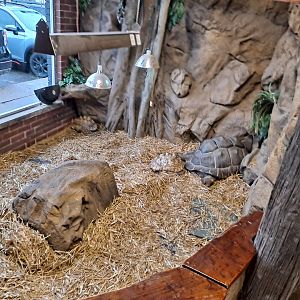 Matilda the Aldabra Tortoise and Leopard Tortoises (11/14/24)