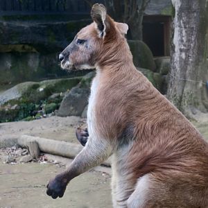 Common Wallaroo (Osphranter robustus)