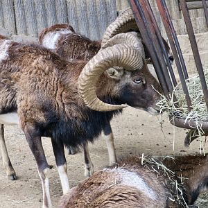 European Mouflon (Ovis orientalis musimon)