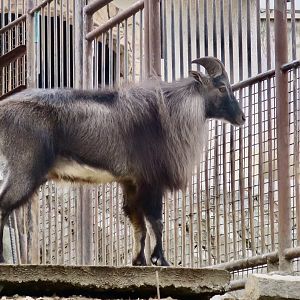 Himalayan Tahr (Hemitragus jemlahicus) male