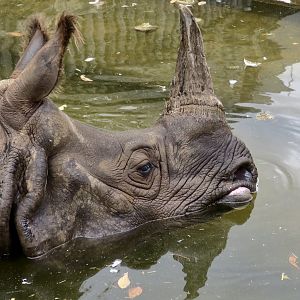 Indian Rhinoceros (Rhinoceros unicornis)