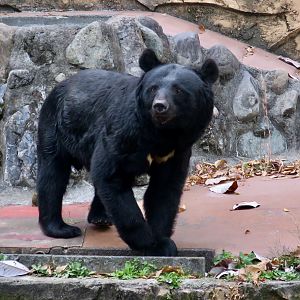 Japanese Black Bear (Ursus thibetanus japonicus)