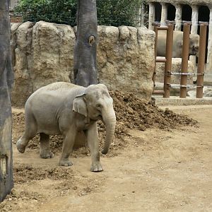 Sri Lankan Elephant (Elephas maximus maximus) female