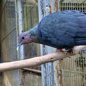Red-Headed Wood Pigeon (Columba janthina nitens)