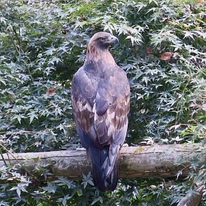 Japanese Golden Eagle (Aquila chrysaetos japonica)