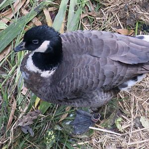 Aleutian Cackling Goose (Branta hutchinsii leucopareia)