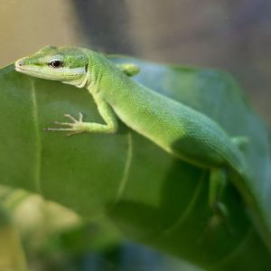 Sakishima Grass Lizard (Takydromus dorsalis)