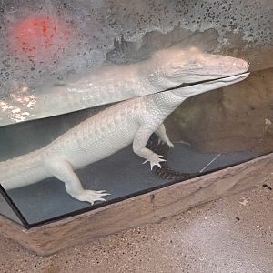 Albino Alligator (11/14/24)
