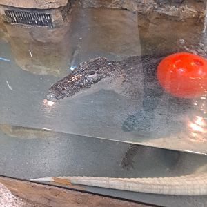 American Alligator (11/14/24)