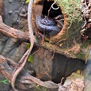 Venom the Mangrove Snake (11/14/24)