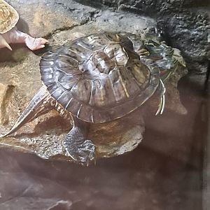 Chopstix the two-headed Red-Eared Slider (11/14/24)