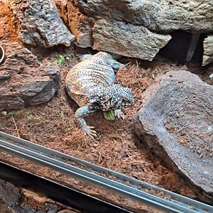 Ornate Uromastyx (11/14/24)