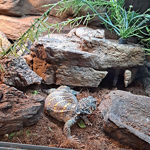 Ornate Uromastyx (11/14/24)