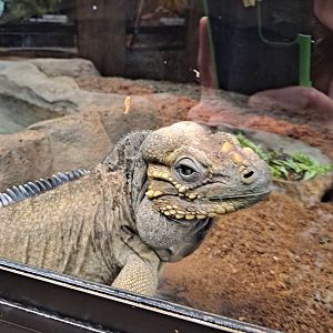 Bella the Rhinoceros Iguana (11/14/24)