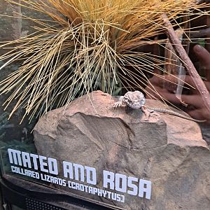 Collared Lizard (11/14/24)