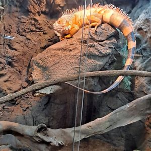 Tabasco the (red) Green Iguana (11/14/24)