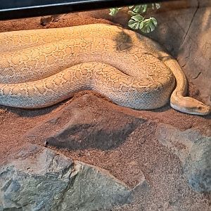 Burmese Python (11/14/24)
