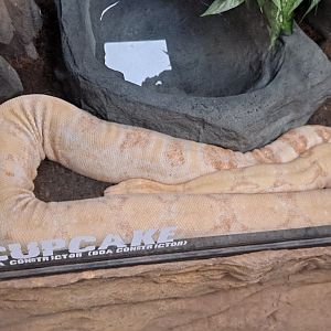 Cupcake the Boa Constrictor (11/14/24)