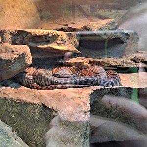 Black-Headed Python (11/14/24)