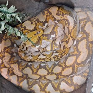 Al Mochino the Reticulated Python (11/14/24)
