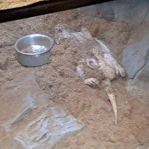 The weird snooze position of clearly male Six-Banded Armadillo (11/14/24)