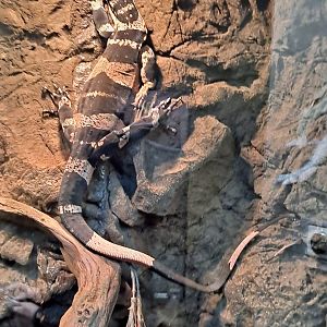 Bell's Phase Lace Monitor (11/14/24)
