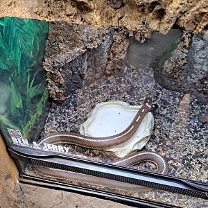 Ben and Jerry the two-headed California Kingsnake (11/14/24)