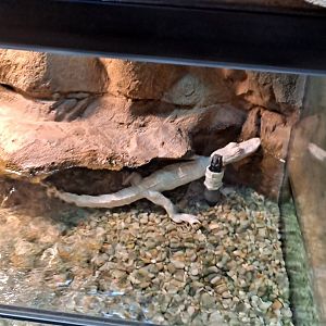 Baby Albino Gator (11/14/24)